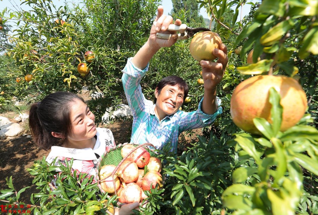 安徽淮北：引金融“活水” 润泽乡村振兴沃土