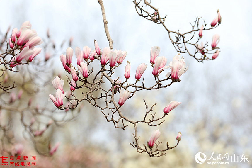 LOCAL1773362561279JJ0DV8S4KJ.JPG LOCAL1773362561279JJ0DV8S4KJ.JPG