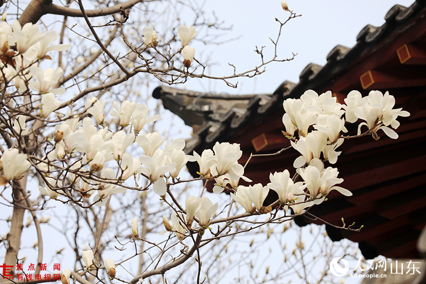 LOCAL1773362594820SB38KWOC11.JPG LOCAL1773362594820SB38KWOC11.JPG