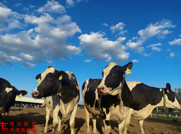 新规下的乳业转型样本：认养一头牛以全链与数智构筑增长新引擎