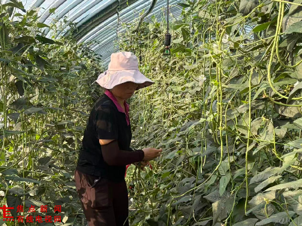 一棚双产  四季生金 ——舞钢市杨庄乡隆源公司菌菜轮作解锁生态致富新密码