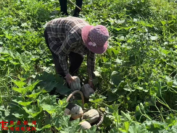舞钢市杨庄乡红石岗村：麦茬套种小金香南瓜 一地双收铺就强村富民路